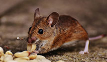 24 Hour & Emergency Exterminators in Saint Marys, KS